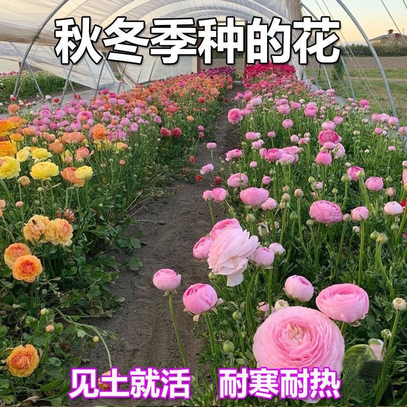 花毛莨种球重瓣花毛茛根茎种根洋牡丹室内外毛茛芹叶牡丹花卉
