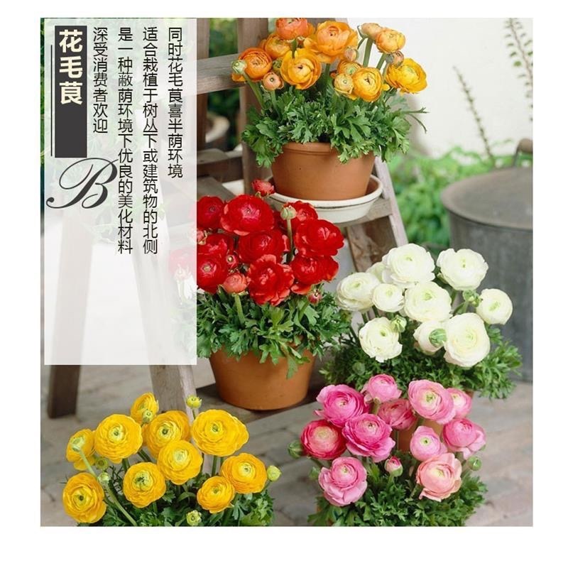 花毛莨种球重瓣花毛茛根茎种根洋牡丹室内外毛茛芹叶牡丹花卉