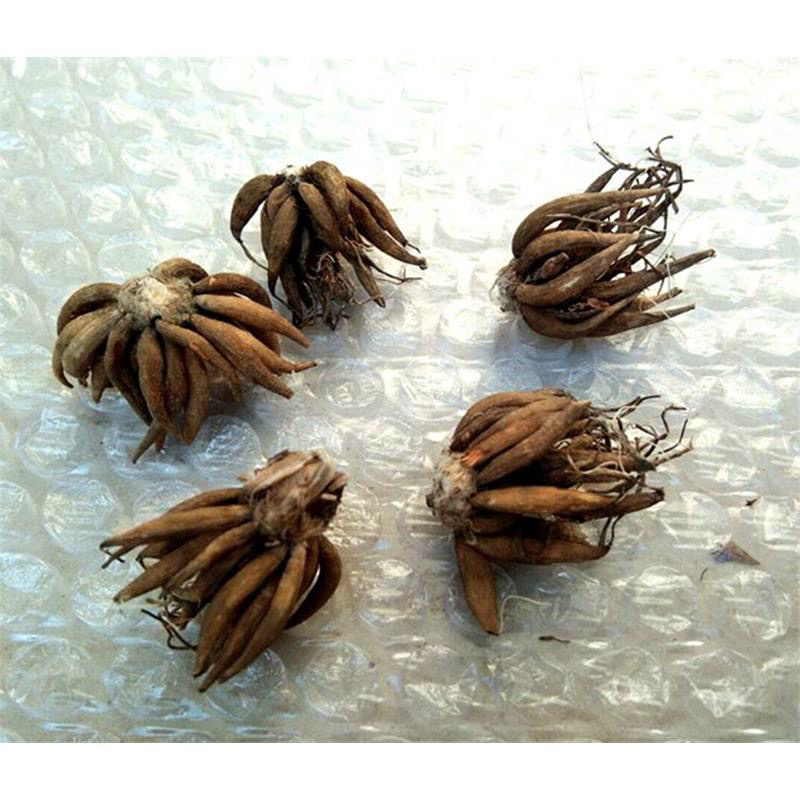 花毛莨种球重瓣花毛茛根茎种根洋牡丹室内外毛茛芹叶牡丹花卉