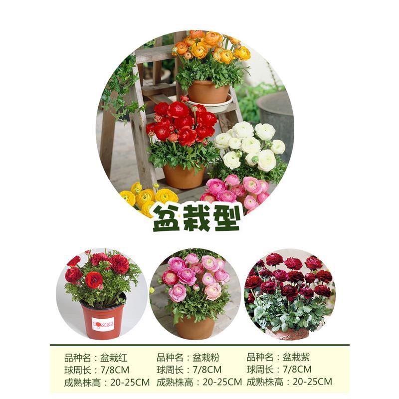 花毛莨种球重瓣花毛茛根茎种根洋牡丹室内外毛茛芹叶牡丹花卉