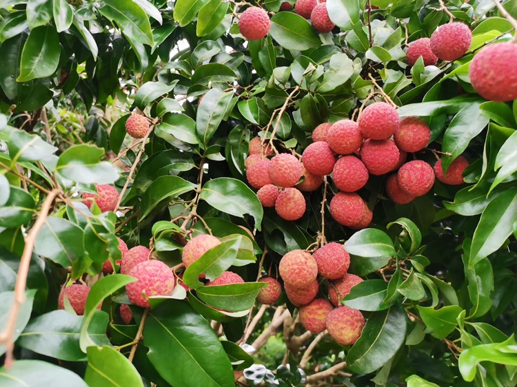 腹透病人与水果营养对比图