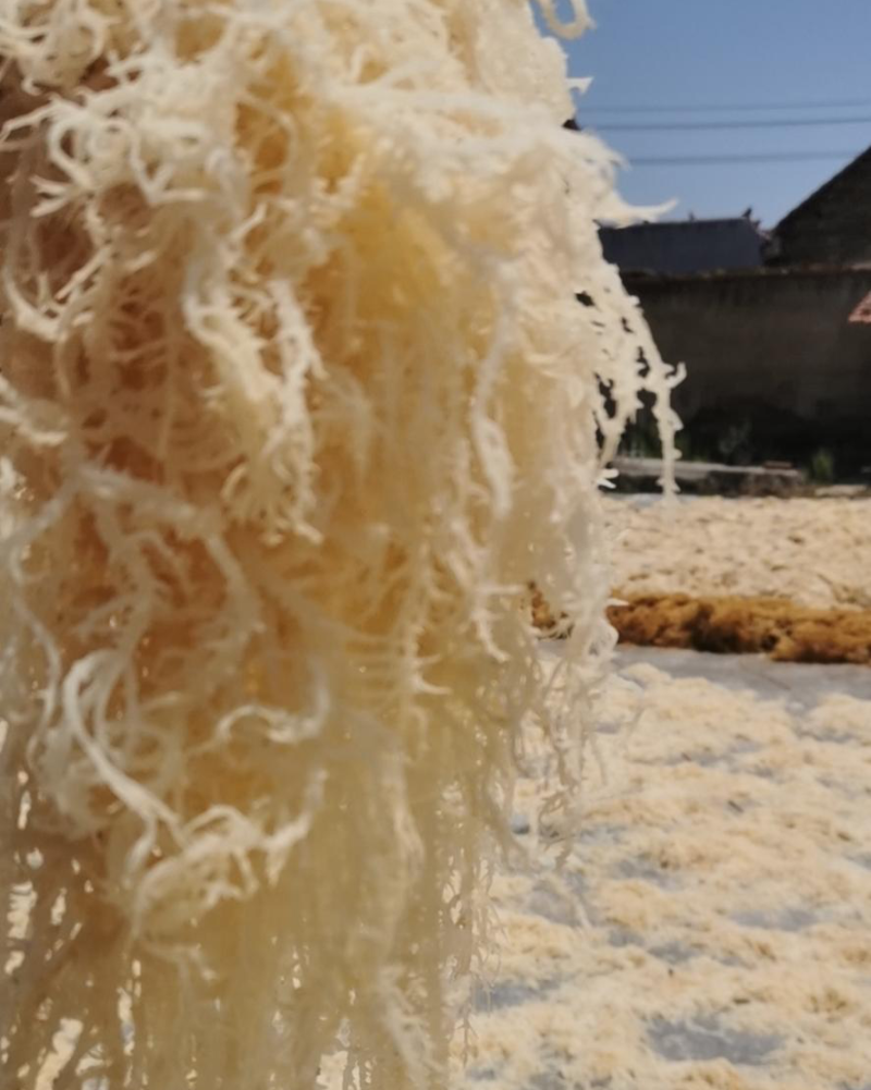 山东龙须菜当季新晒干货厂家直发量大从优可批发零售欢迎咨询