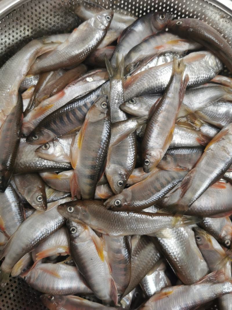 正宗河鱼干溪哥马口鱼干柴火烘干鱼干供应酒店食堂饭店
