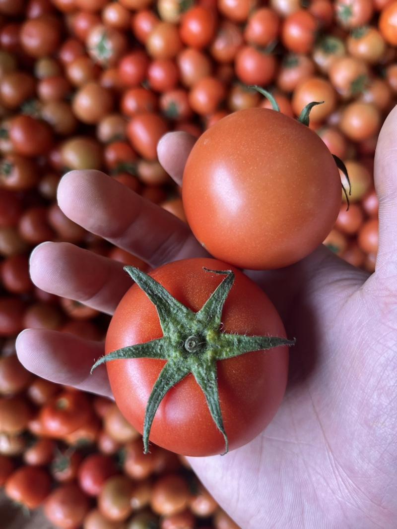 精品中小果西红柿石头果一手货源可发越南耐运输