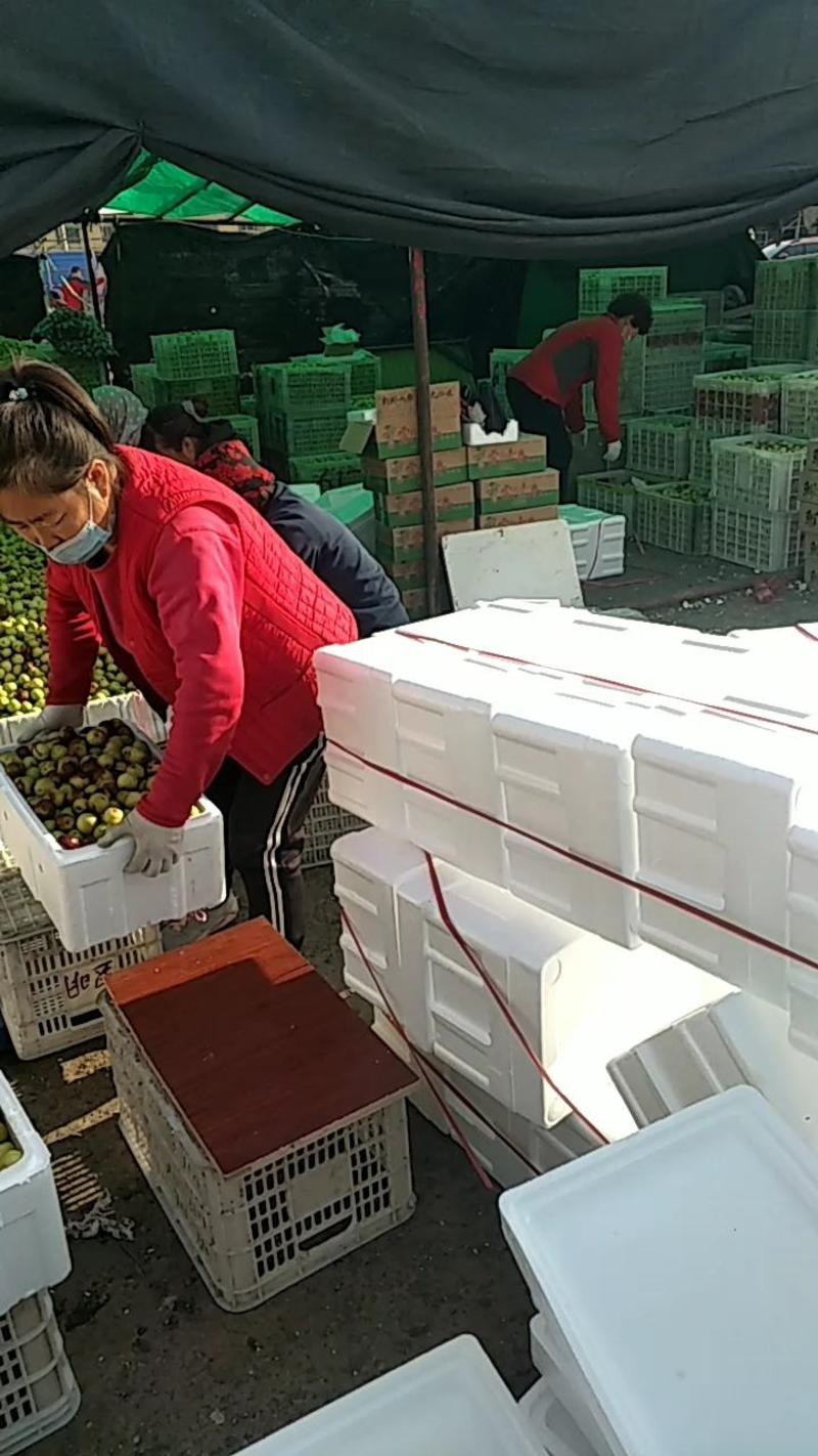 山东滨州冬枣已大量上市产地货源品质保证可视频看货