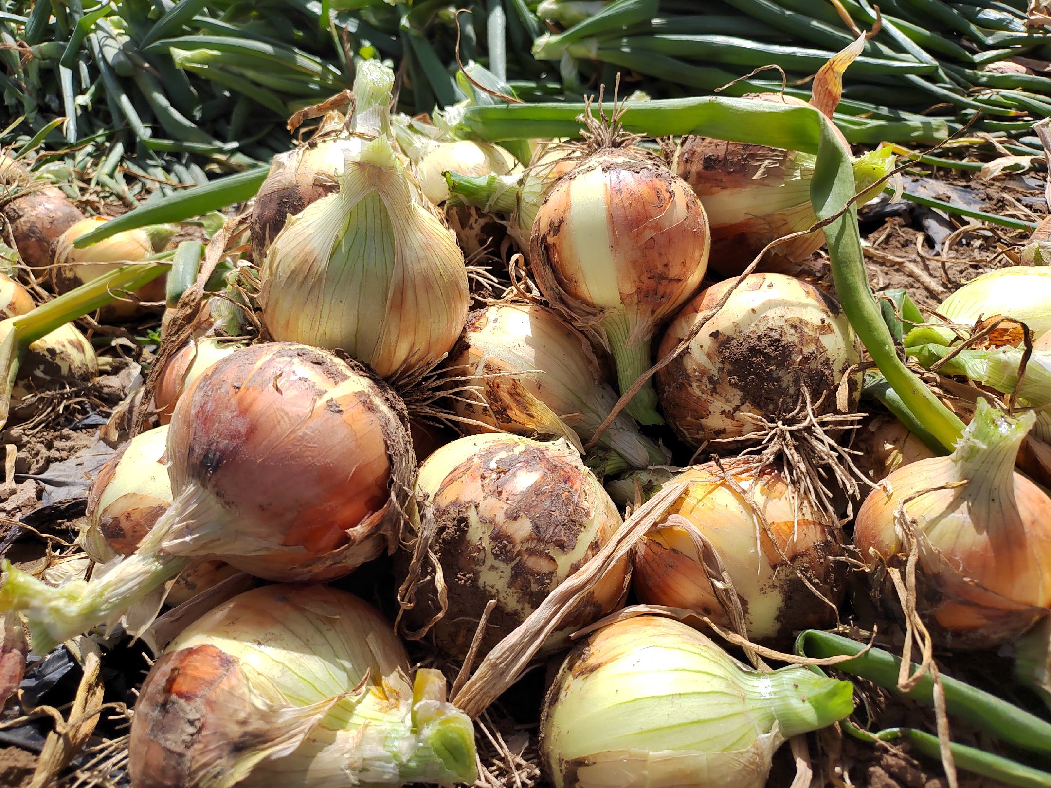 黄皮洋葱田间种植图