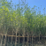 紫玉兰5-6-7-8-9-10-15公分