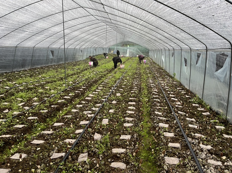 羊肚菌电商直播间场景