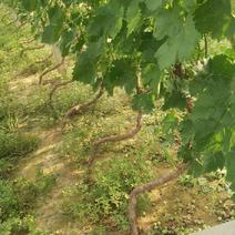 打架葡萄树，葡萄苗，占地淘宝葡萄树种植葡萄树