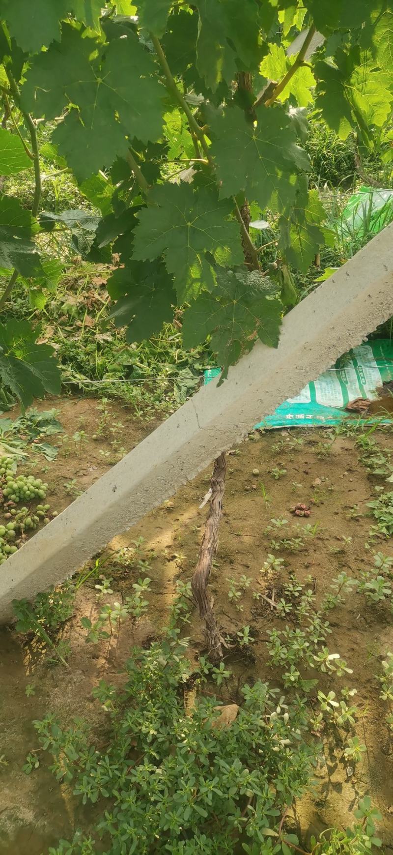 打架葡萄树，葡萄苗，占地淘宝葡萄树种植葡萄树