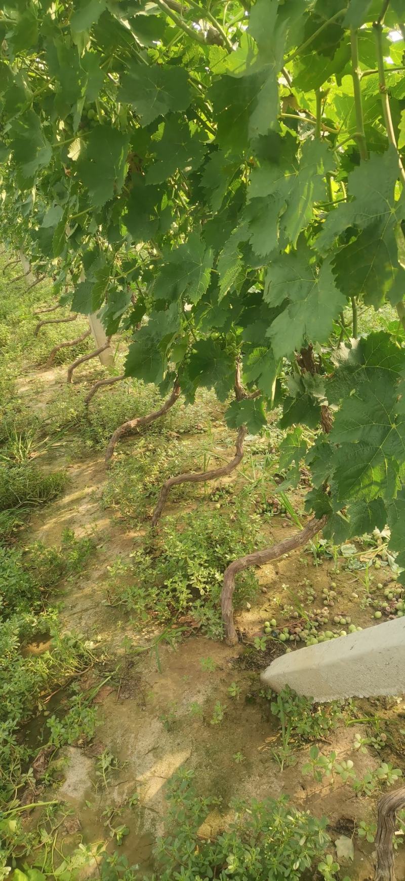 打架葡萄树，葡萄苗，占地淘宝葡萄树种植葡萄树