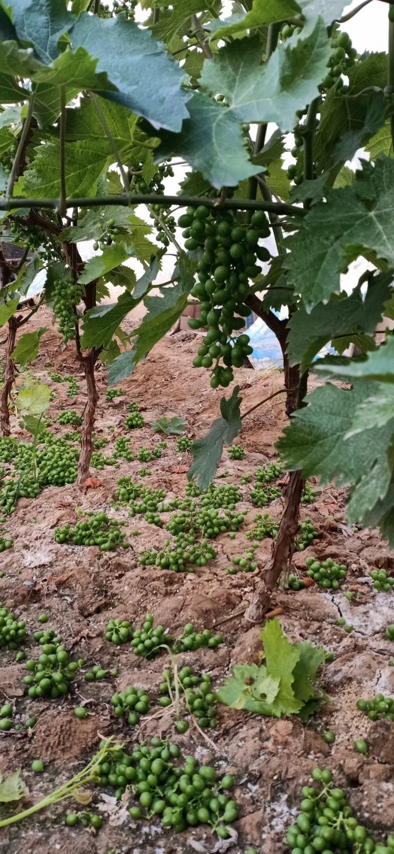 打架葡萄树，葡萄苗，占地淘宝葡萄树种植葡萄树