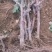 打架葡萄树，葡萄苗，占地淘宝葡萄树种植葡萄树