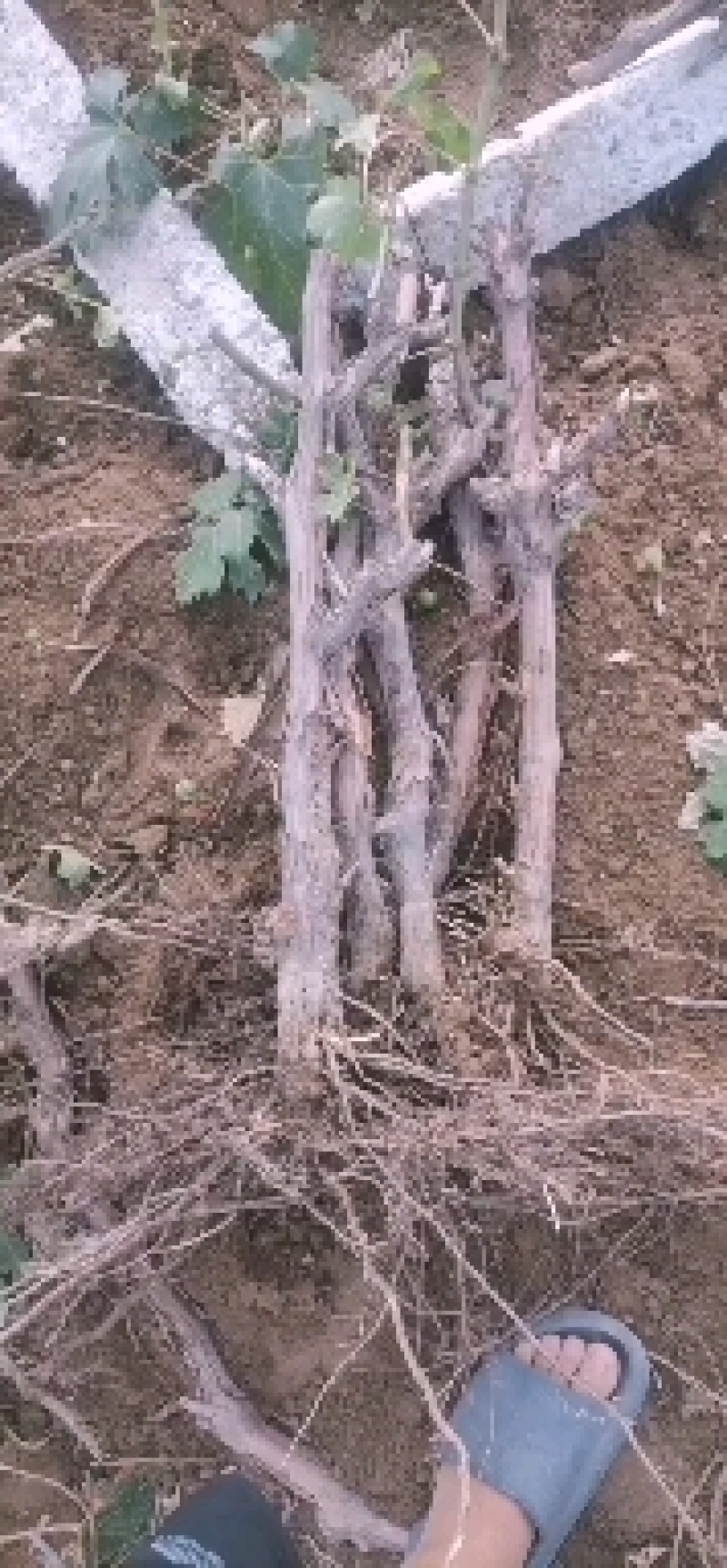 打架葡萄树，葡萄苗，占地淘宝葡萄树种植葡萄树
