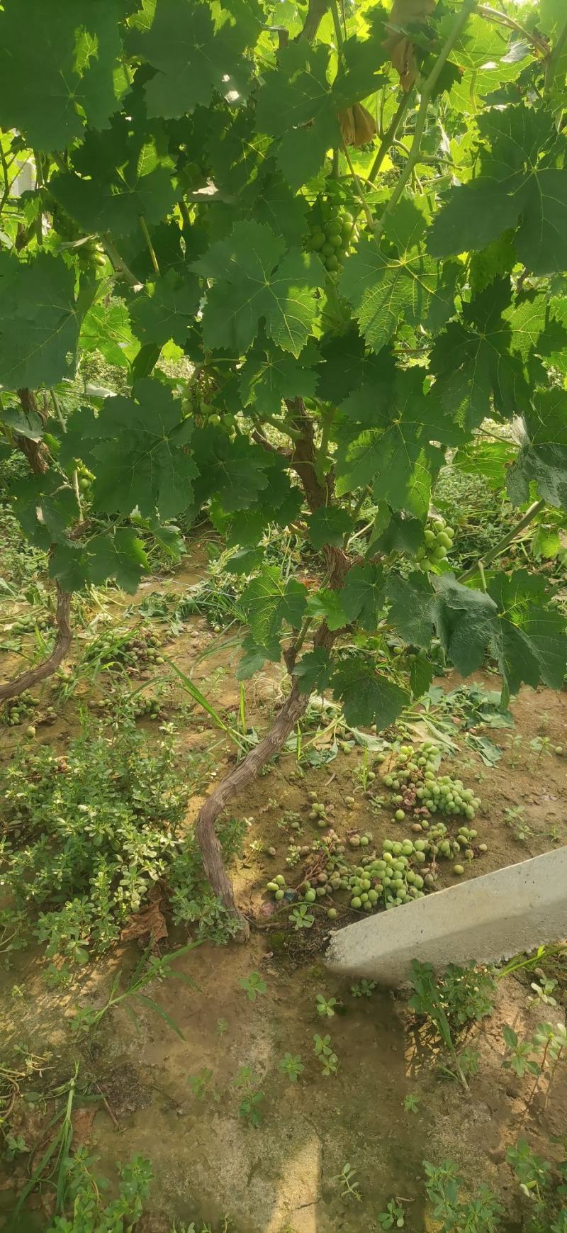 打架葡萄树，葡萄苗，占地淘宝葡萄树种植葡萄树