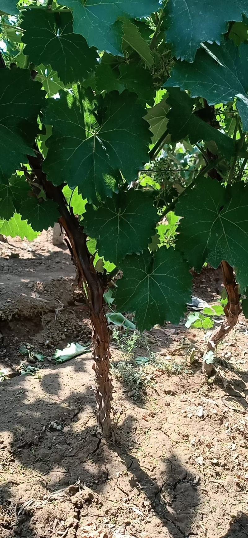 打架葡萄树，葡萄苗，占地淘宝葡萄树种植葡萄树