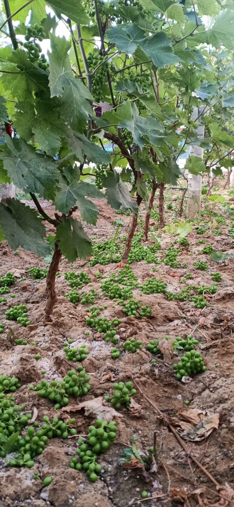 打架葡萄树，葡萄苗，占地淘宝葡萄树种植葡萄树