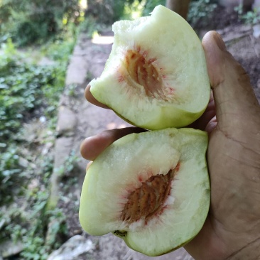 青香桃（脱骨桃）老品种白花桃，香甜可口，硬脆不软。