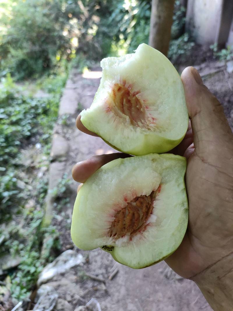 青香桃（脱骨桃）老品种白花桃，香甜可口，硬脆不软。