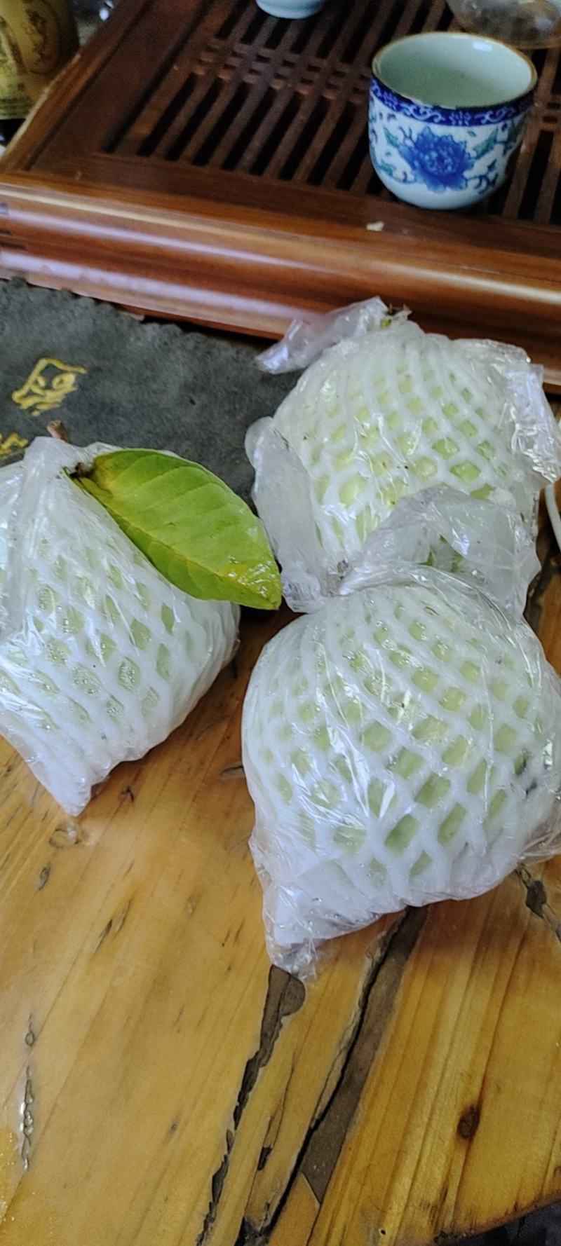 【新品番石榴】帝王果！大量上市！产地真供！一手货源！