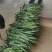 台湾凤梨释迦22号菠萝苗2年投产快