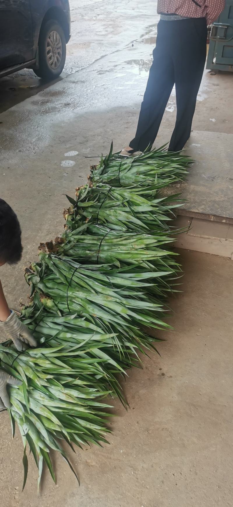 台湾凤梨释迦22号菠萝苗2年投产快