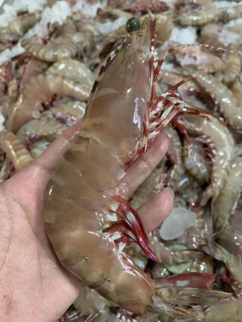 广西北海北部湾深海天然红虎虾