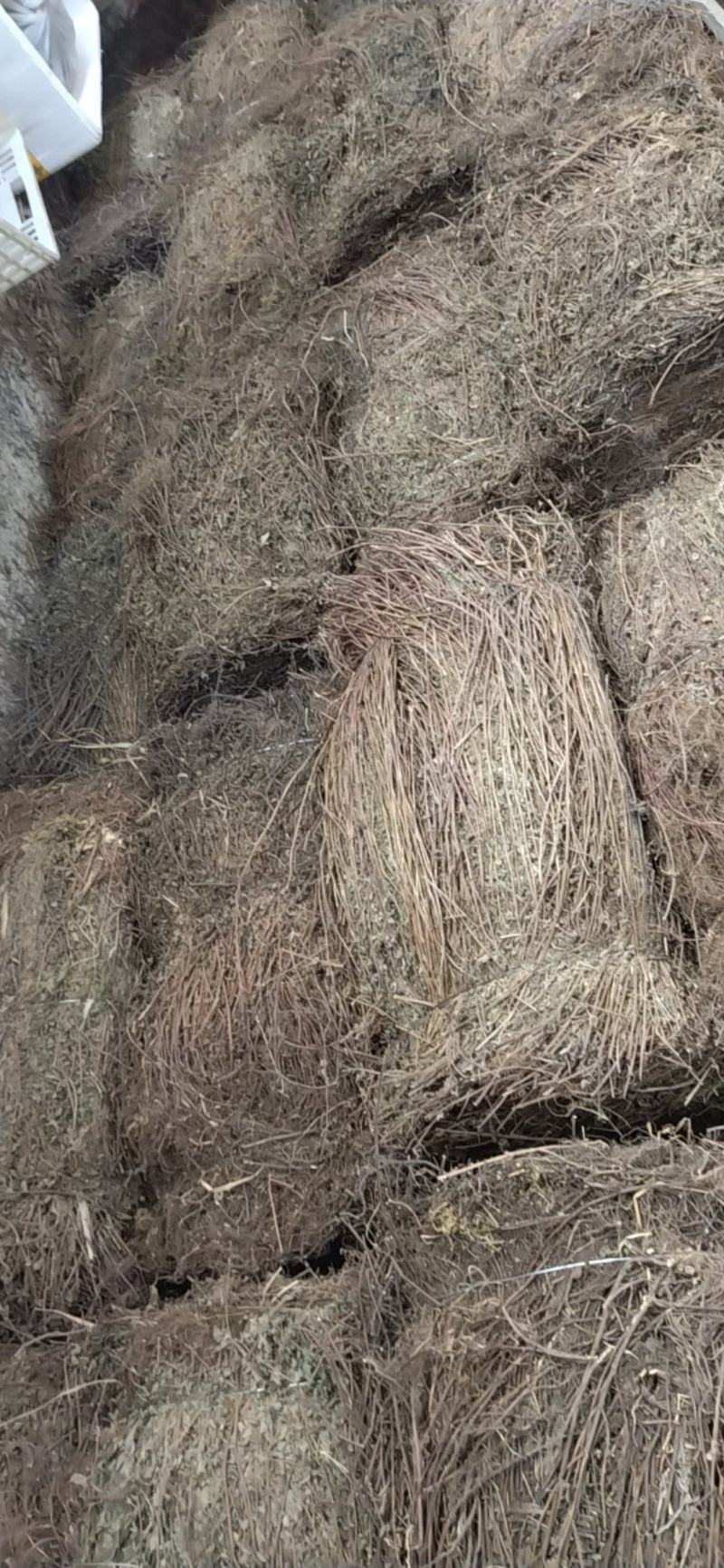 大别山野生冷背高含量中药材断血流灯笼草