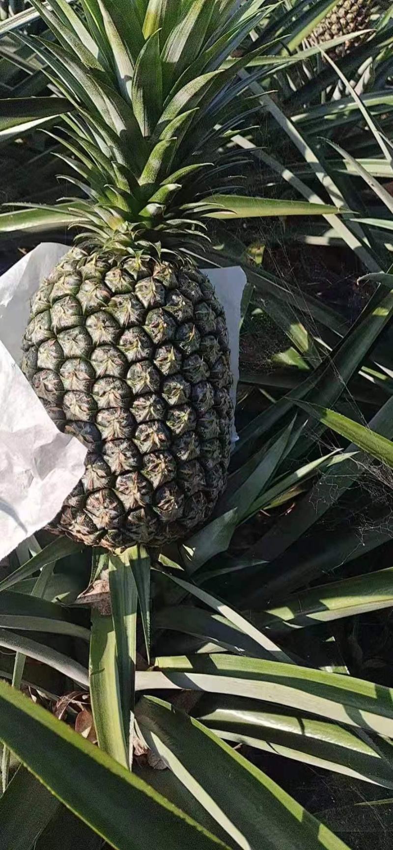 台湾凤梨释迦22号菠萝苗2年投产快