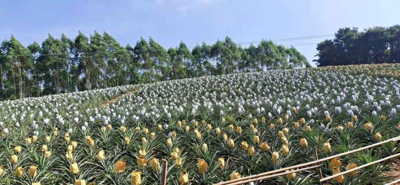 台湾凤梨释迦22号菠萝苗2年投产快