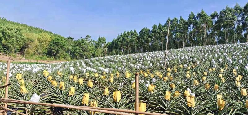 台湾凤梨释迦22号菠萝苗2年投产快