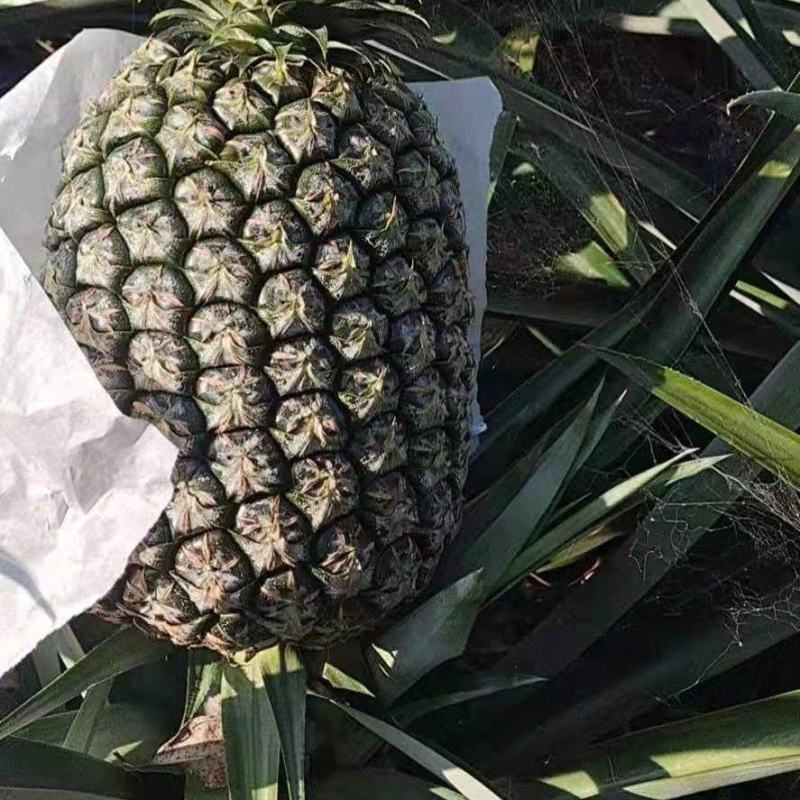 台湾凤梨释迦22号菠萝苗2年投产快