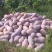 重庆长寿老南瓜密本美亚美