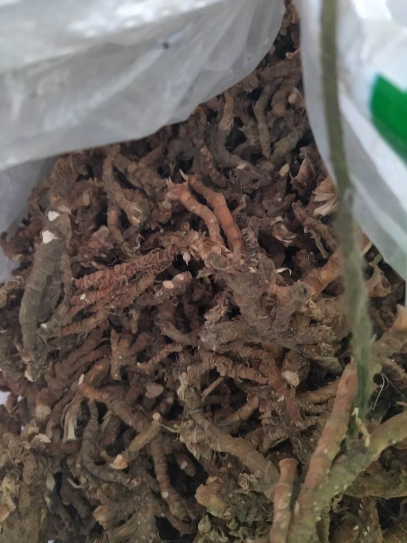 大别山高含量野生石菖蒲批发各种规格