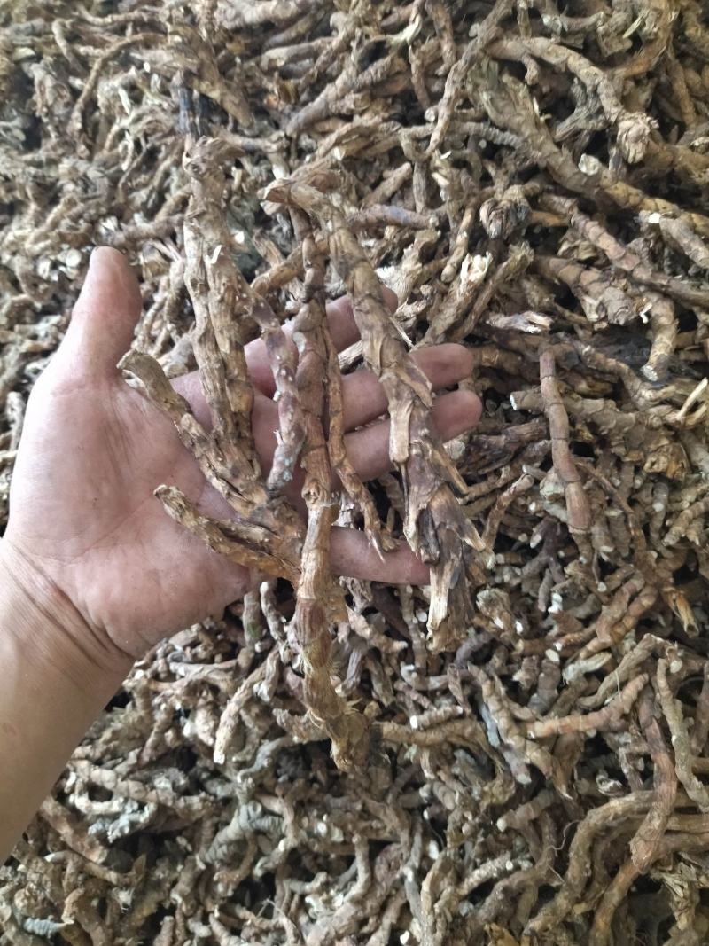 大别山高含量野生石菖蒲批发各种规格