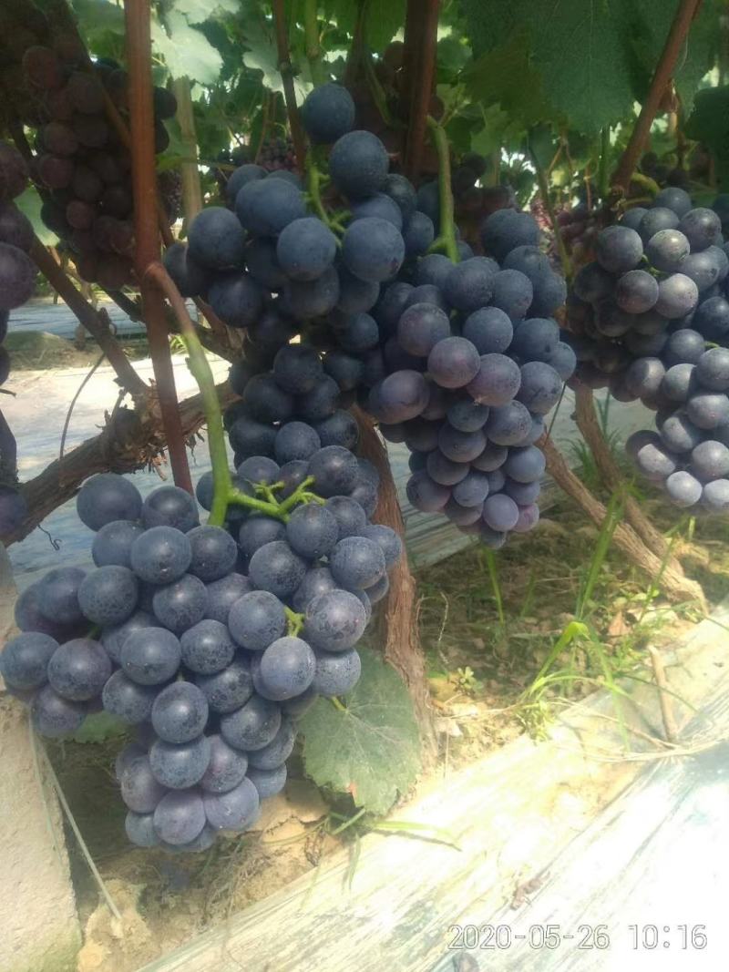 河北博鑫水果种植专业合作社：万亩葡萄基地马上上市