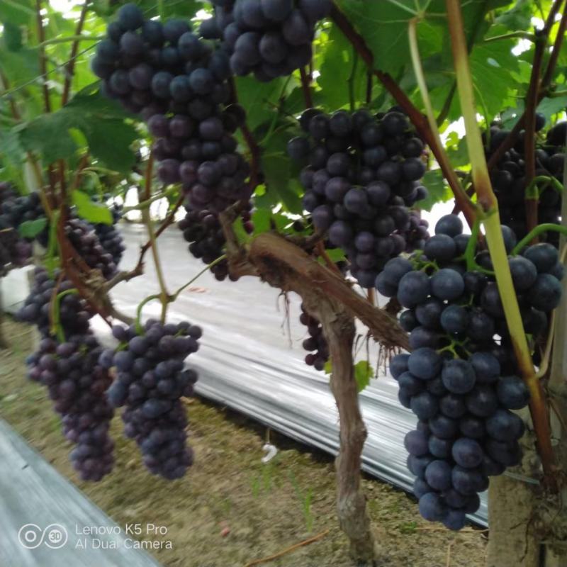 河北博鑫水果种植专业合作社：万亩葡萄基地马上上市