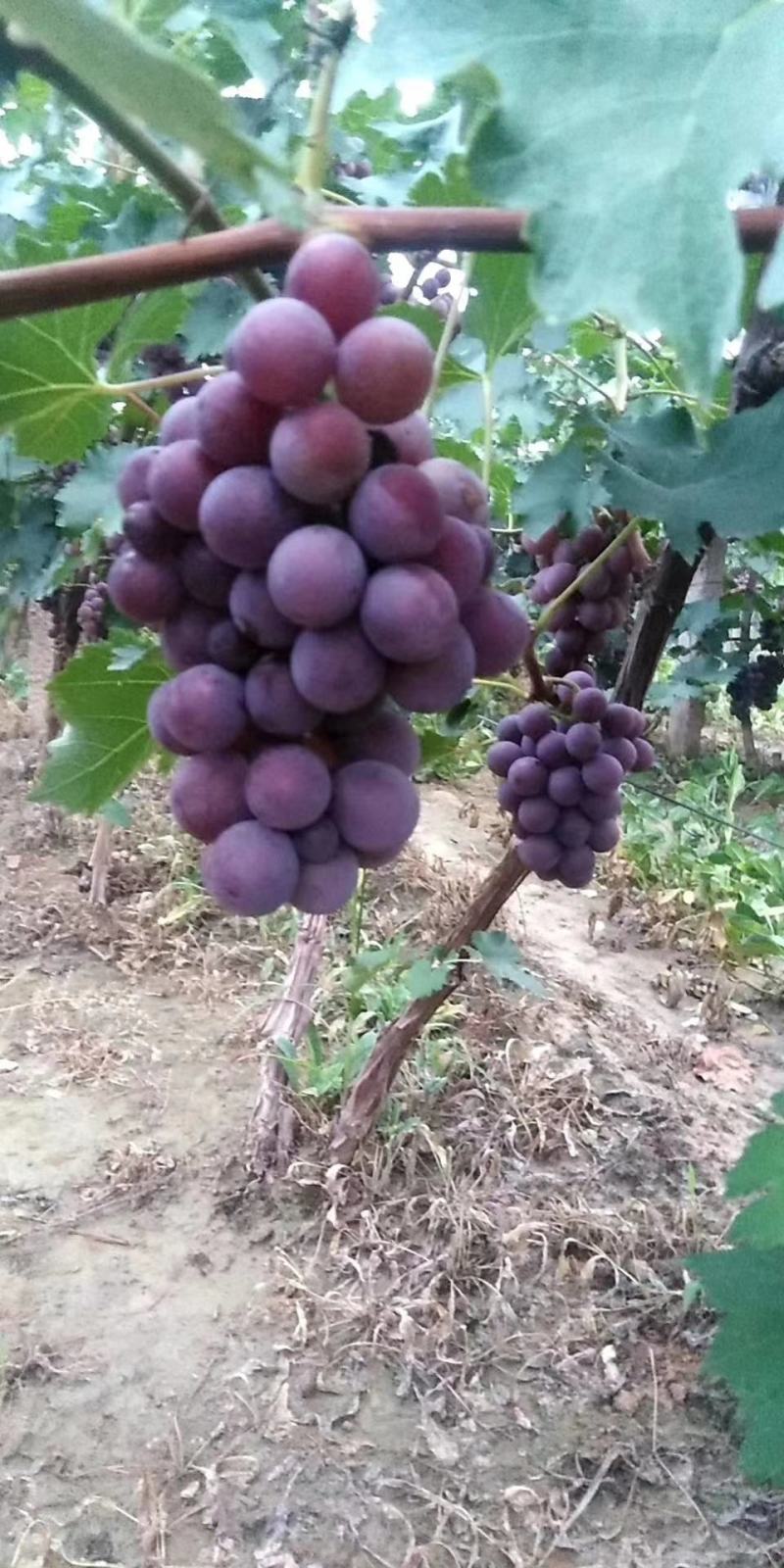 河北博鑫水果种植专业合作社：万亩葡萄基地马上上市