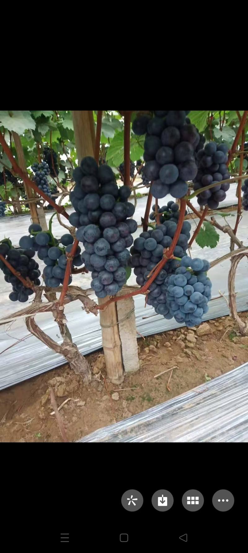河北博鑫水果种植专业合作社：万亩葡萄基地马上上市