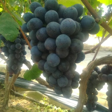 河北博鑫水果种植专业合作社：万亩葡萄基地马上上市