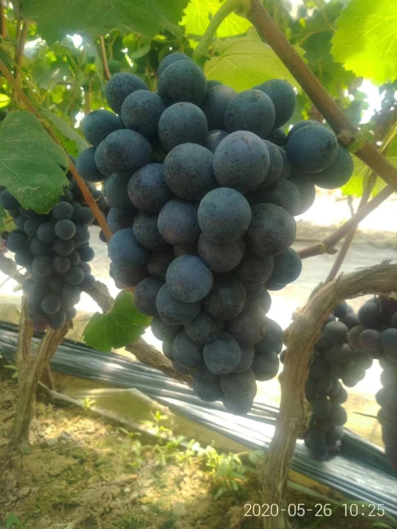 河北博鑫水果种植专业合作社：万亩葡萄基地马上上市