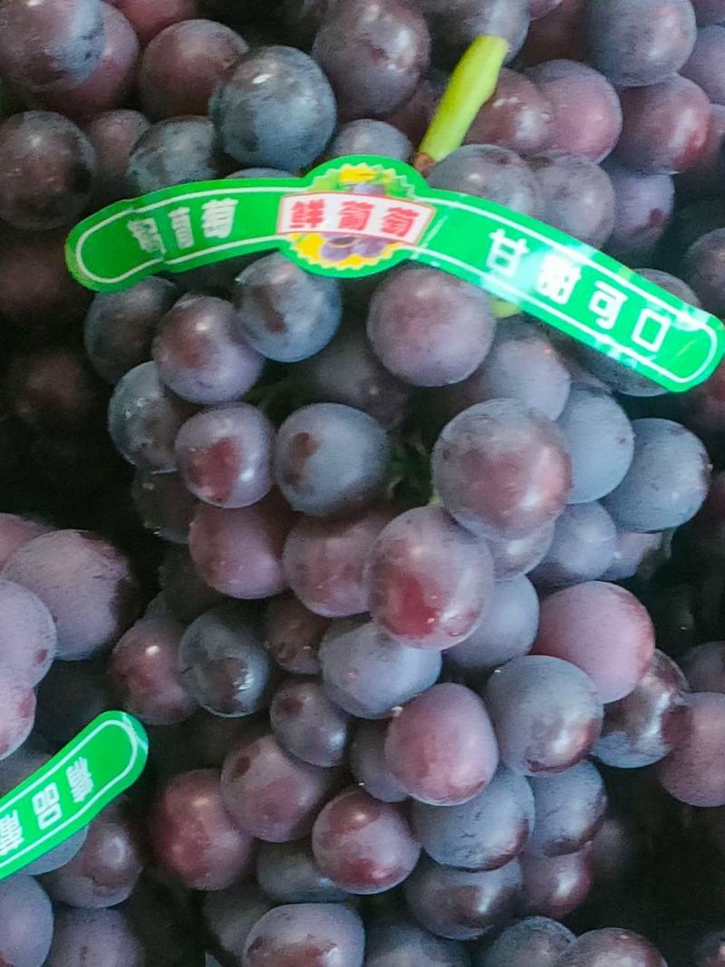 河北博鑫水果种植专业合作社：万亩葡萄基地马上上市