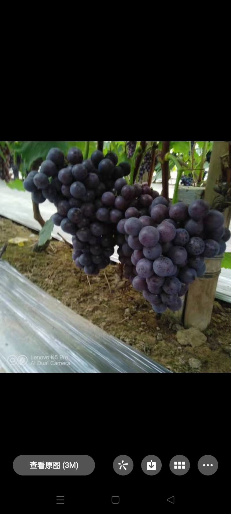 河北博鑫水果种植专业合作社：万亩葡萄基地马上上市