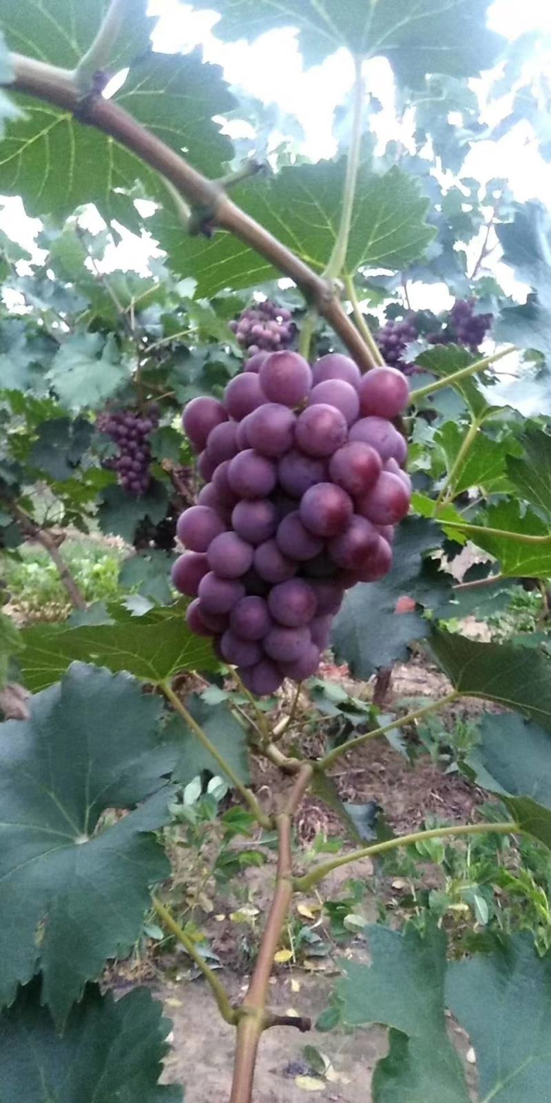 河北博鑫水果种植专业合作社：万亩葡萄基地马上上市