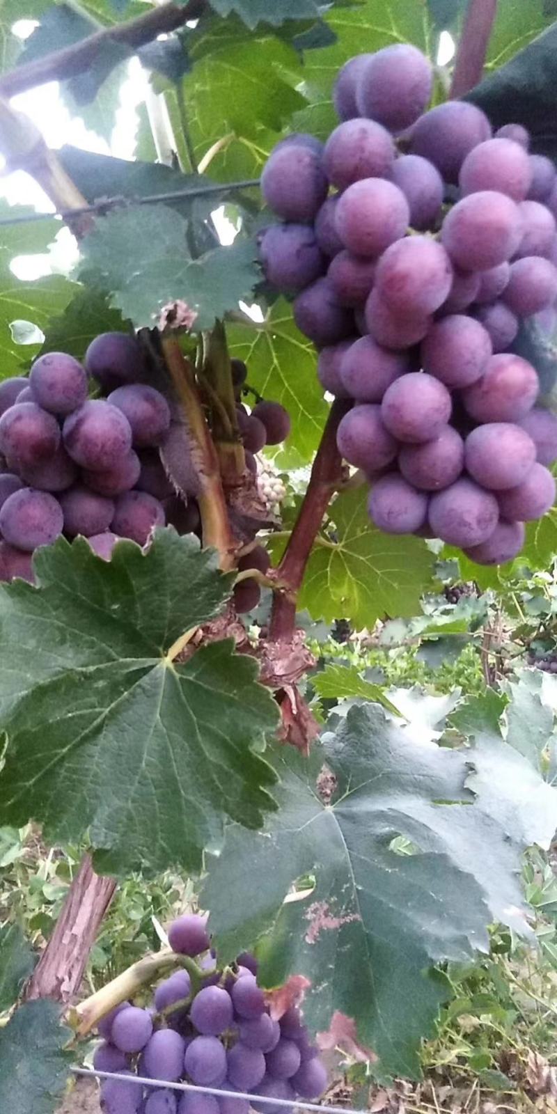 河北博鑫水果种植专业合作社：万亩葡萄基地马上上市