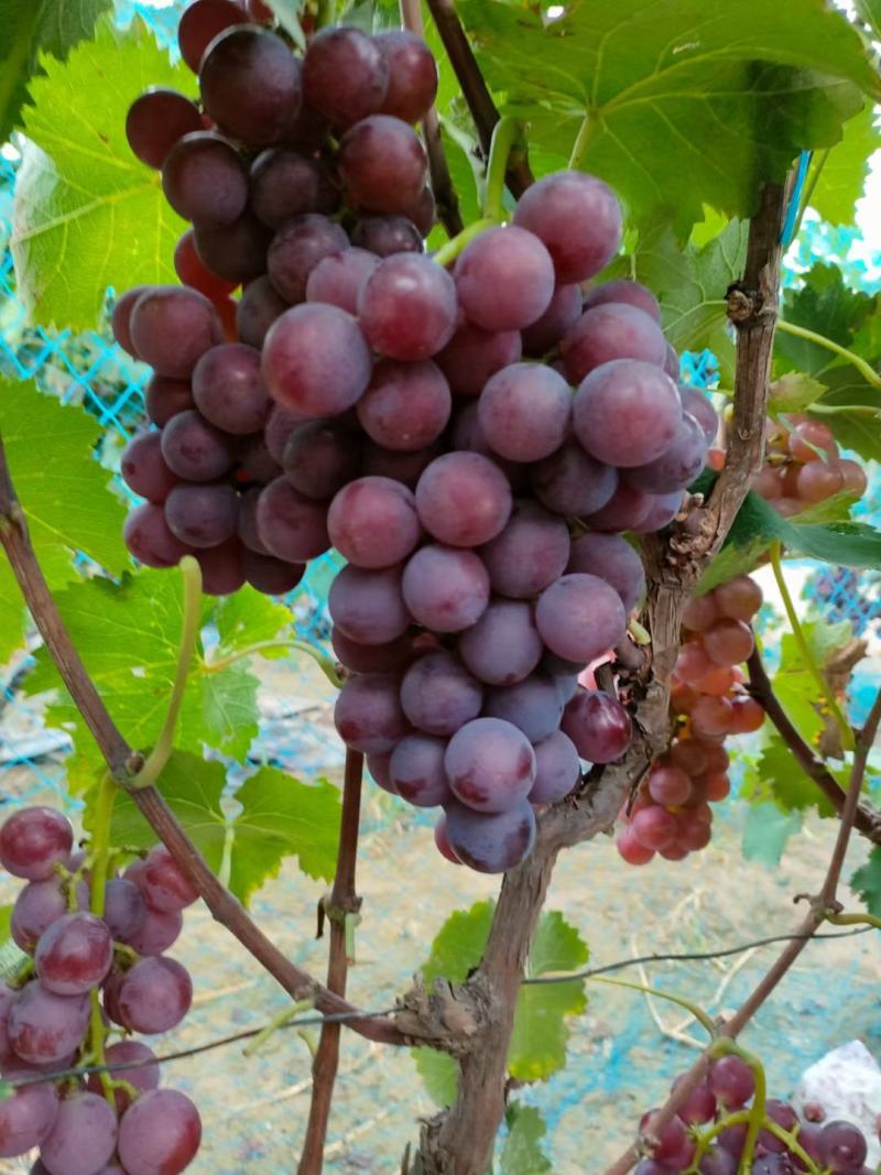 河北博鑫水果种植专业合作社：万亩葡萄基地马上上市
