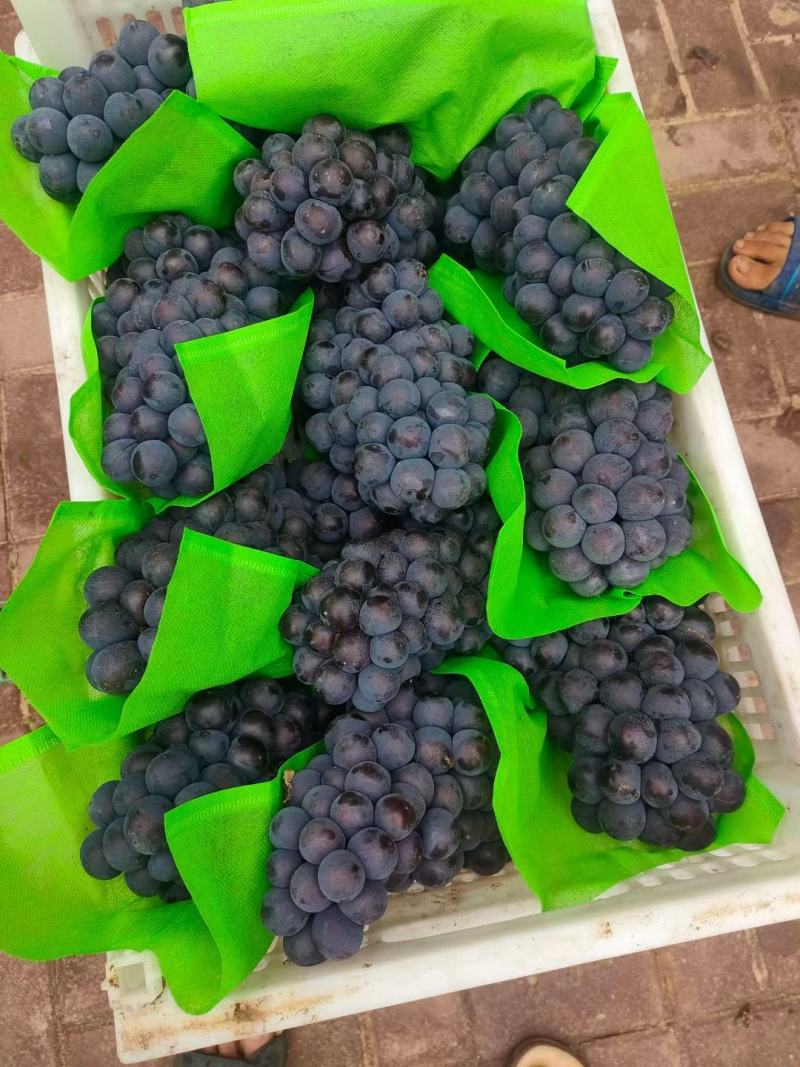 河北博鑫水果种植专业合作社：万亩葡萄基地马上上市
