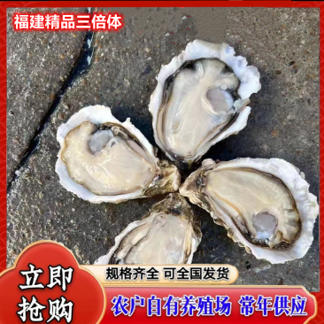 福建蚝精品黄金三倍体生蚝全规格产地直供向全国发货70斤