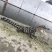 30公分鳄鱼苗1米鳄鱼