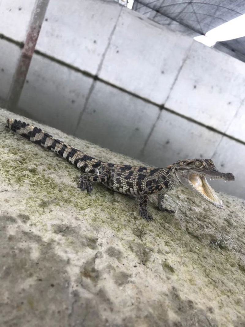 30公分鳄鱼苗1米鳄鱼